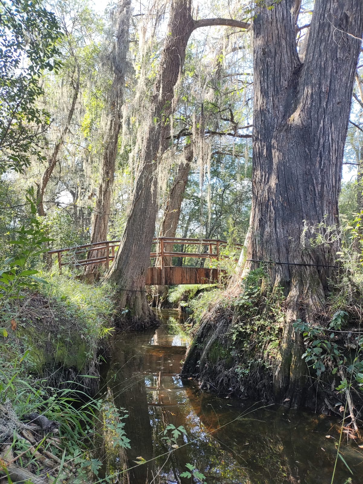 Cabaña en el bosque